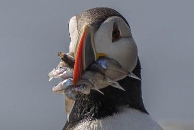 Les macareux montrent des signes d'adaptation au changement climatique
