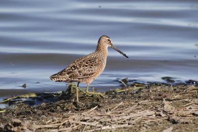 Ornithological society to rename dozens of birds - and stop naming them after people