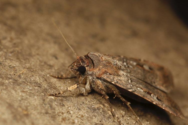 Meet the bug that uses the stars to navigate hundreds of miles
