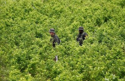 Biden administration suspends satellite monitoring of Colombian coca crops as cocaine surges