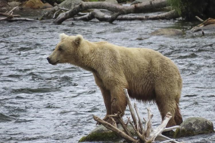 Online voting in Alaska's Fat Bear Week contest starts after an attack killed 1 contestant