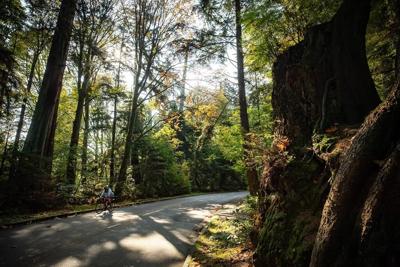 Des milliers d'arbres du parc Stanley devront être abattus à cause des mites
