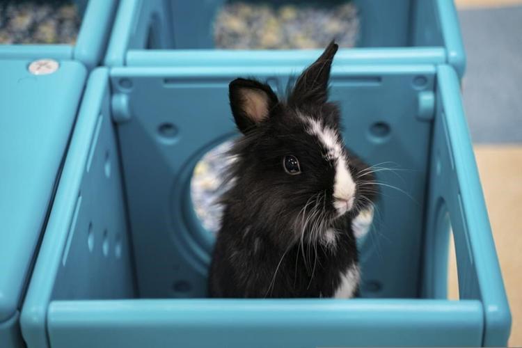 Hong Kong pet rabbits enjoy bunny resort while owners away
