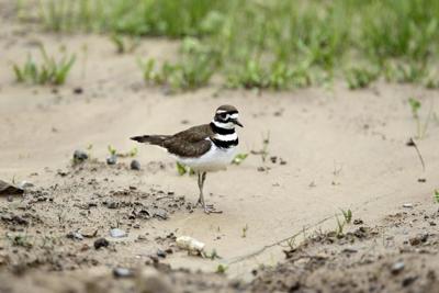 Who's that singing? As fall migration arrives, apps that ID birds by sound have taken off