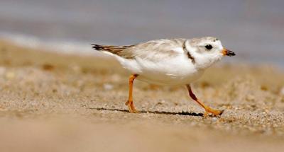Oiseau en voie de disparition: le gouvernement canadien poursuivi par des écologistes
