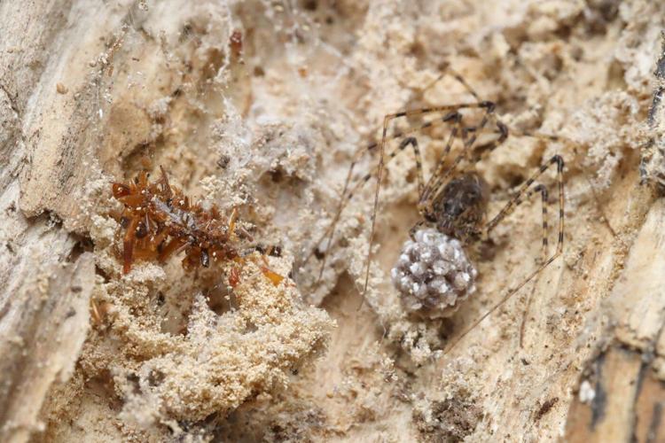 A carnivorous 'bone collector' caterpillar dresses in the remains of its prey