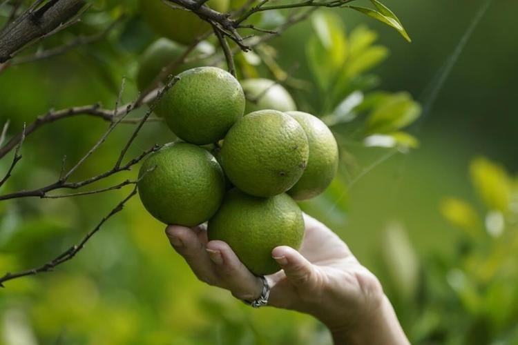 Louisiana citrus farmers are seeing a mass influx of salt water that could threaten seedlings