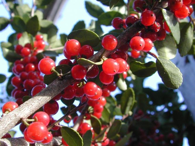 Deck your garden with boughs of holly, a plant rich in symbolism and evergreen beauty