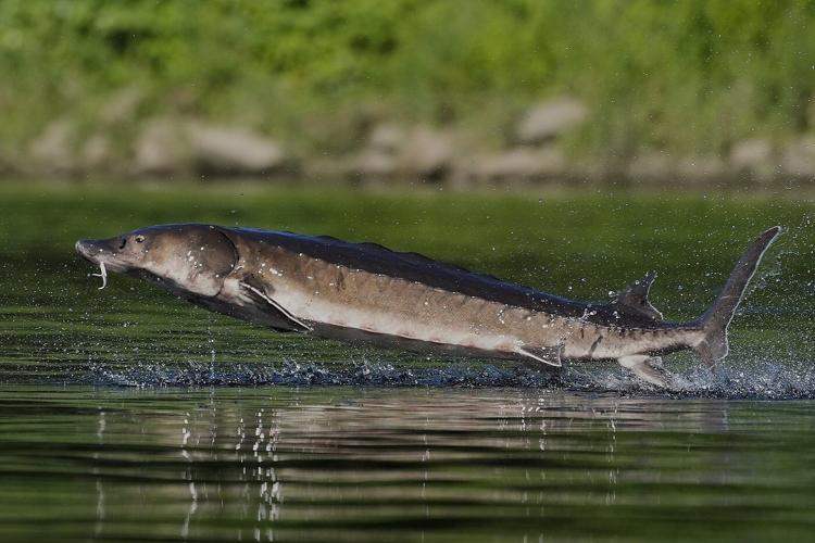 Leaping sturgeon provide a show for nature lovers on Maine rivers
