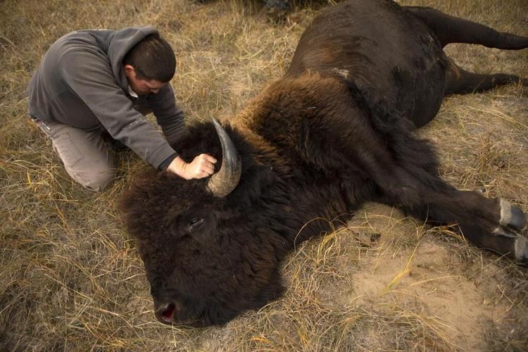 Bison spread as Native American tribes reclaim stewardship