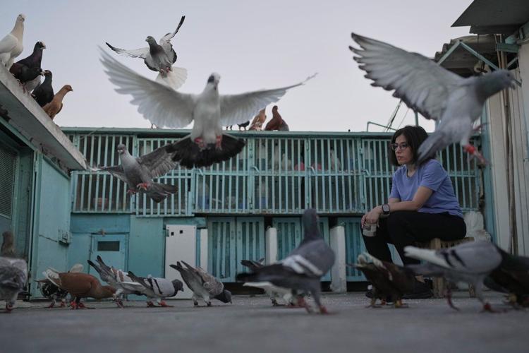 Photos of a Beirut woman's rooftop sanctuary for pigeons