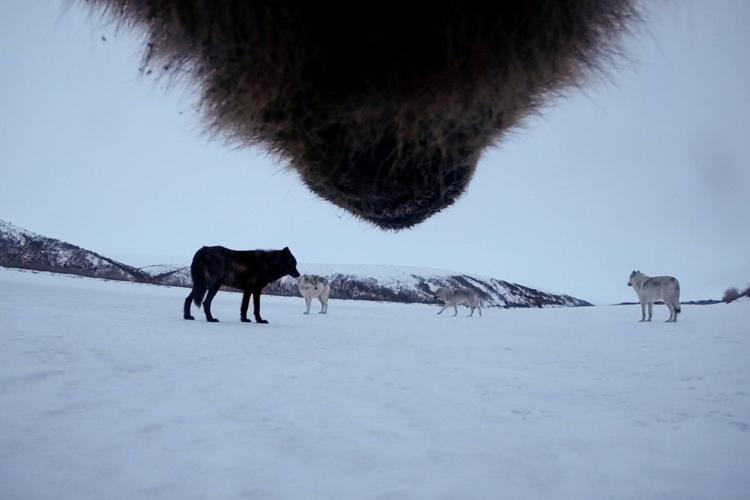 Collar cams offer a bear's eye view into the lives of grizzlies on Alaska's desolate North Slope