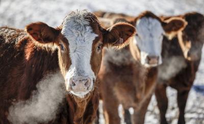 Cattle association has beef with potential Mercosur trade deal