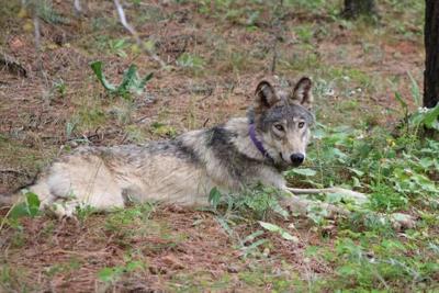 US won't restore protections for wolves in Rockies, proposes national recovery plan