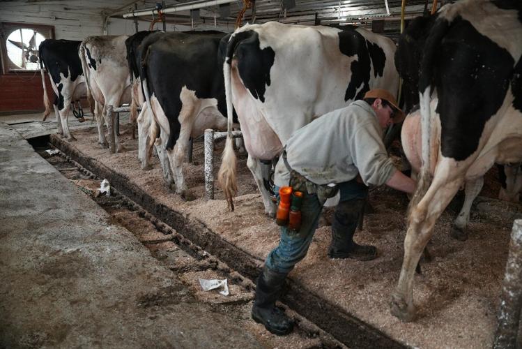 What's the deal with 6% fat milk, newly on the market in Ontario?