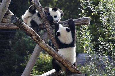 Berlin Zoo sends the first giant pandas born in Germany to China