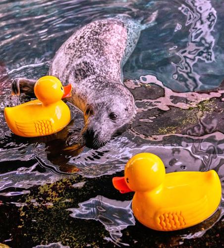 Reggae the seal uses rubber ducks for daily enrichment training at Boston aquarium
