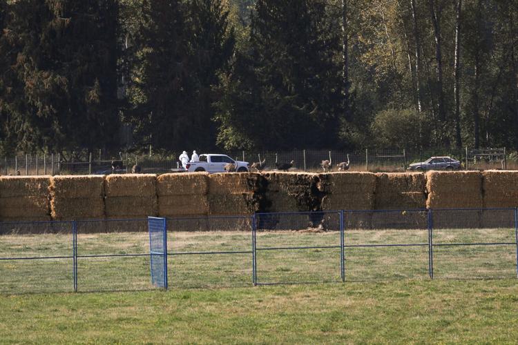 Photo-Gallery-Avian-Flu-Ostrich 30