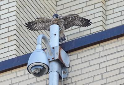 Montreal peregrine falcon chicks take first flights into a world full of danger