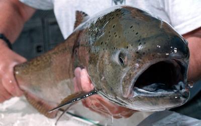 Fisheries expands mass marking of hatchery chinook in southern B.C.
