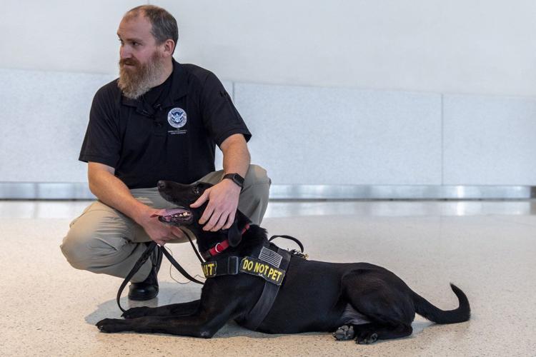 Argo the dog, a TSA calendar star, protects air travelers by sniffing out explosives