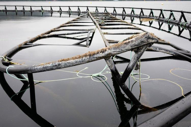 Salmon group says aquaculture companies stashing garbage along Newfoundland coast