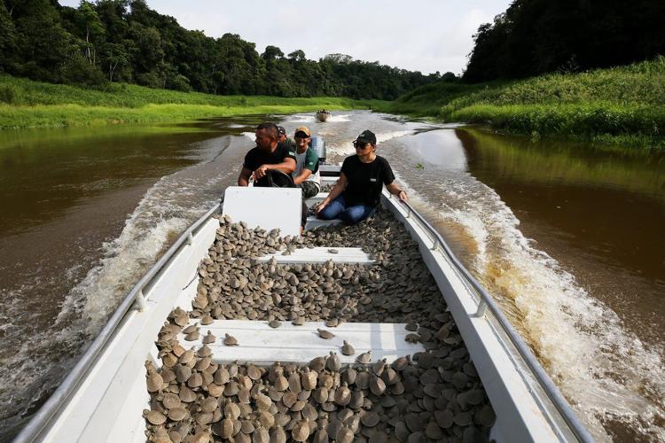 Photos show release of giant Amazon river turtle hatchlings in key Brazilian reserve