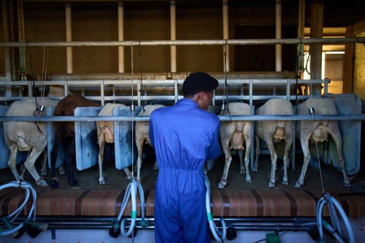 A neglected and ancient trade in Spain gets a boost from African migrants