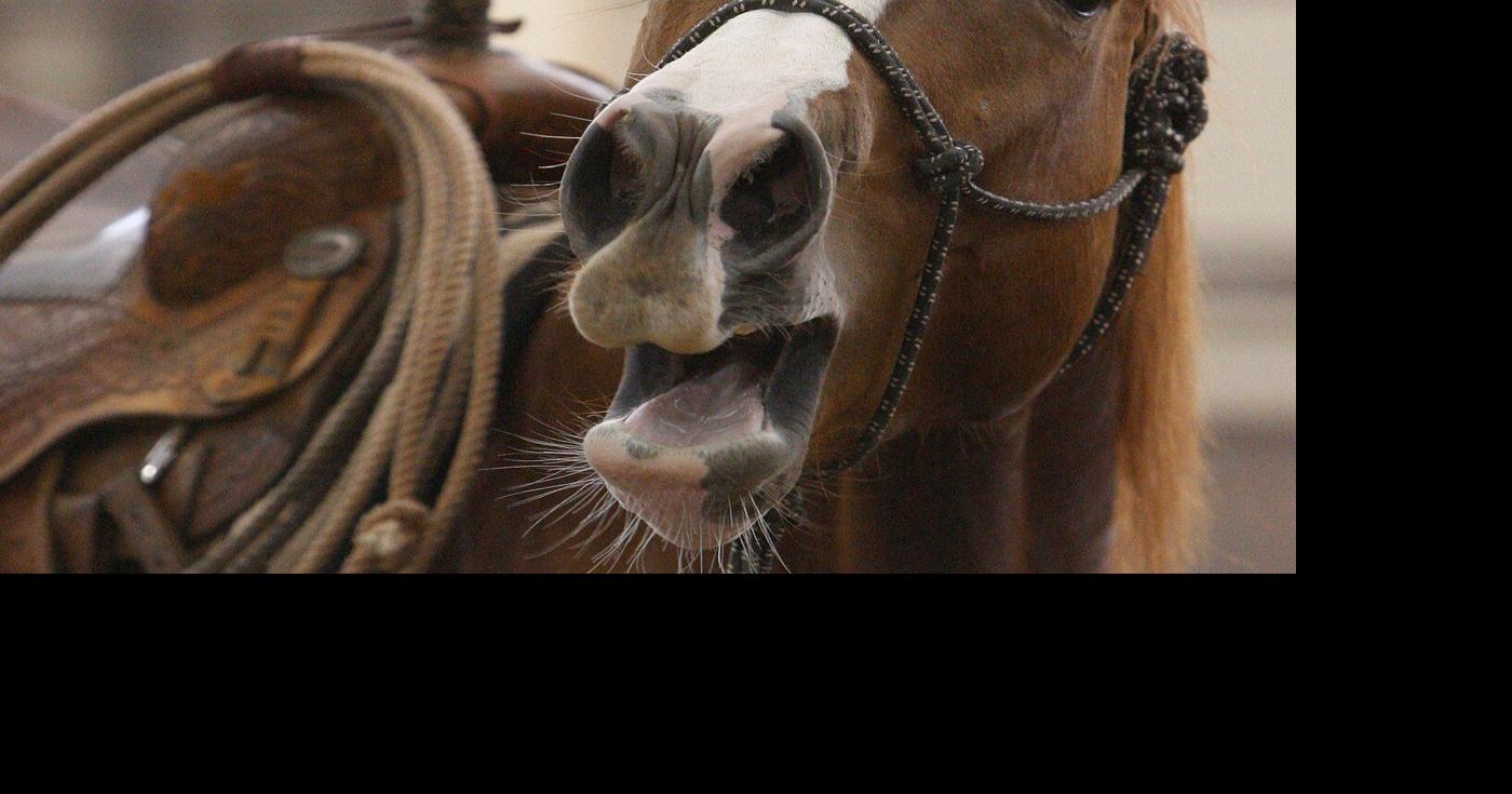 A horse's neigh may be unique in the animal kingdom. Now scientists ...