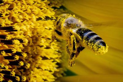 Meet neffy: Health Canada approves epinephrine nasal spray for anaphylaxis