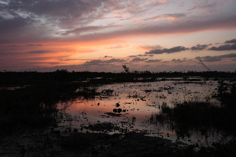 EPA likely to move to further limit federal protections for wetlands