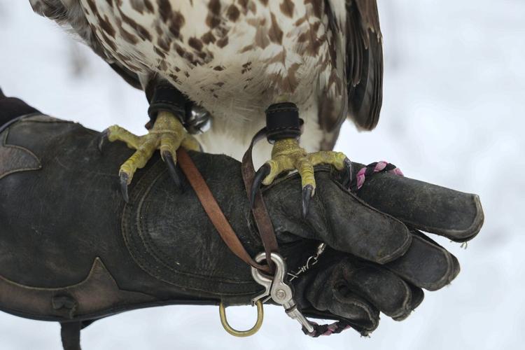 Midwest winters are changing. So is the ancient sport of falconry