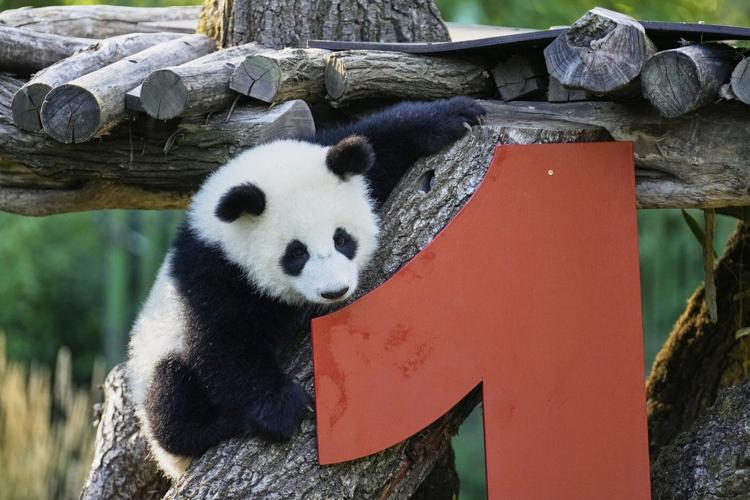 Berlin's newest panda twins, Leni and Lotti, celebrate their 1st birthday