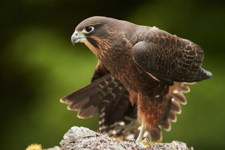 A raptor with no qualms about eating its opponents wins New Zealand's annual bird election