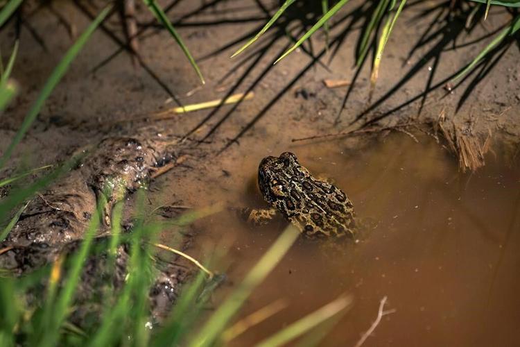 Geothermal developer wants to delist endangered Nevada toad