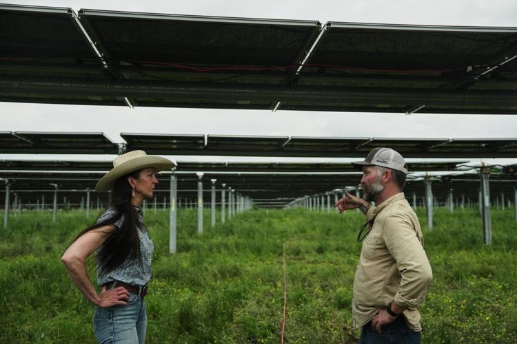 Solar ranch in Tennessee aims to prove grazing cattle under the panels is a farmland win-win