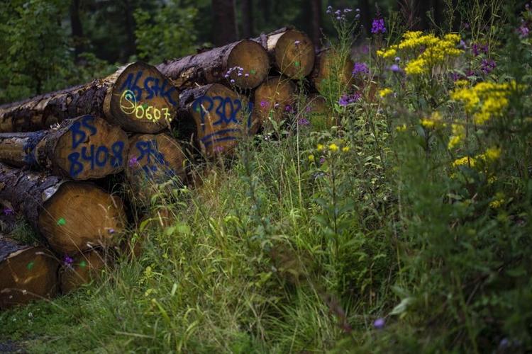 Bark beetles are eating through Germany's Harz forest. Climate change is making matters worse