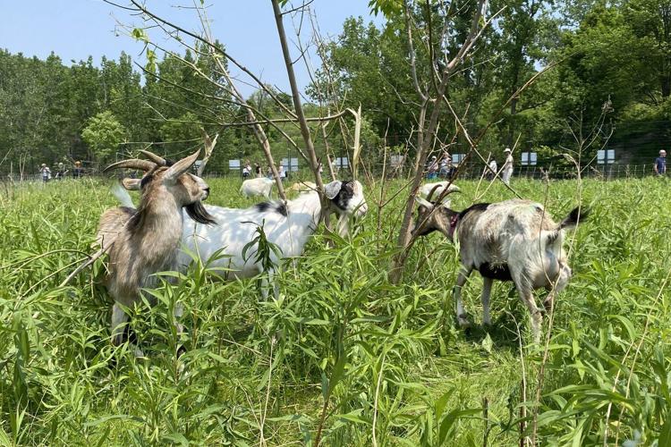 Grazing goats a low-tech solution to Toronto's invasive plant ills