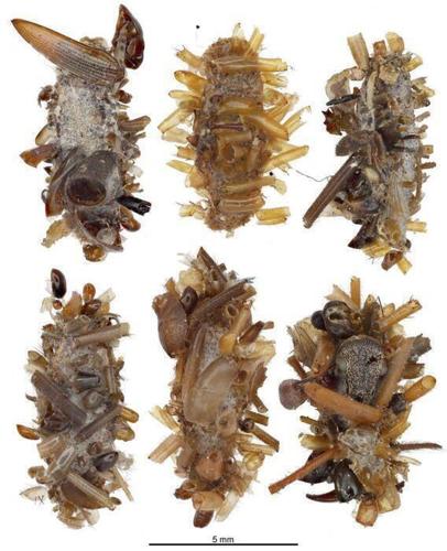 A carnivorous 'bone collector' caterpillar dresses in the remains of its prey