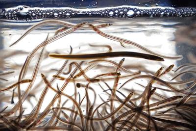 Concerns raised about enforcement in baby eel fishery if licences redistributed