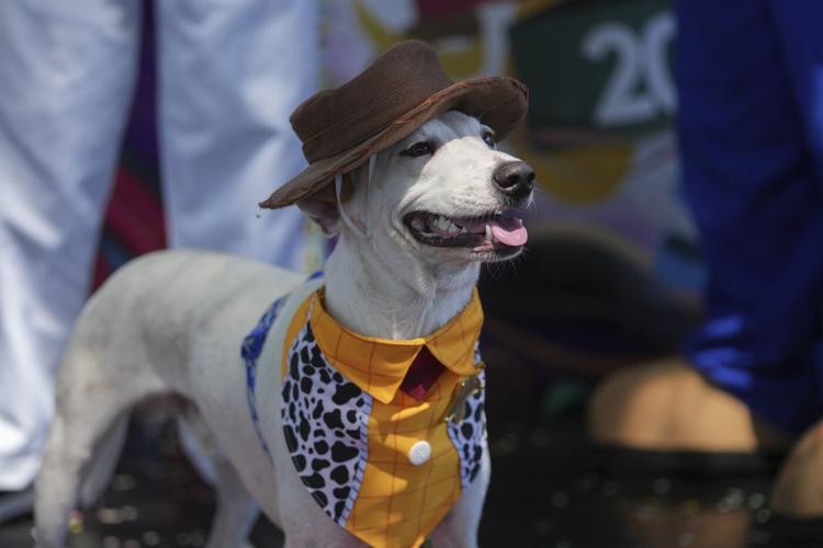 The Rio Carnival street party where dogs parade as superheroes and cartoon characters