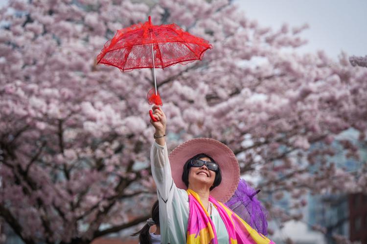Photo-Gallery-BC-Cherry-Blossoms 01