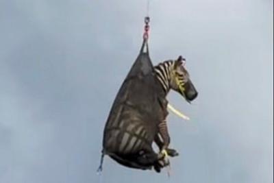 A runaway pet zebra has been captured in Tennessee
