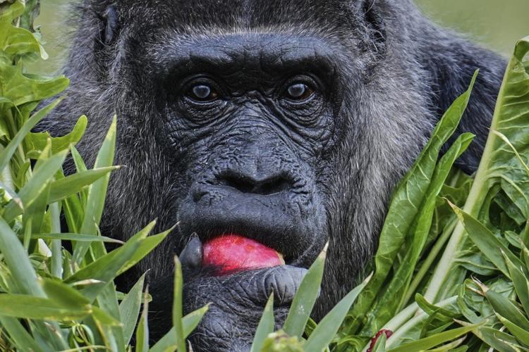 Fatou, the world's oldest gorilla in a zoo, is celebrating her 68th birthday in Berlin
