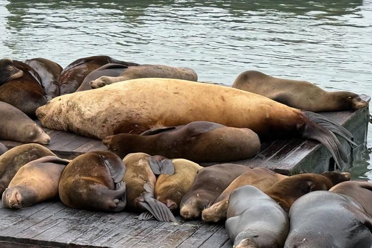 Chonkers the sea lion draws crowds to San Francisco's Pier 39