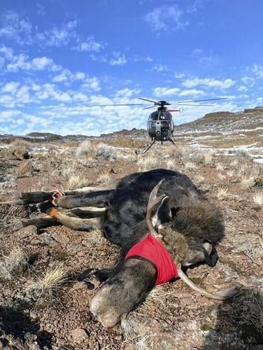 Nevada's first big-game moose hunt will be tiny as unusual southern expansion defies climate change