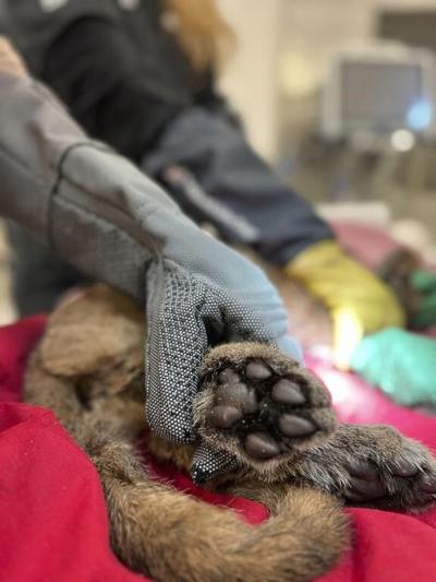 Critically ill mountain lion cub rescued in California