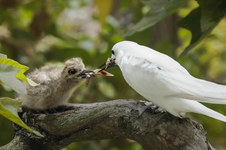 How a seabird native to Hawaii has adapted to life in Honolulu's concrete jungle