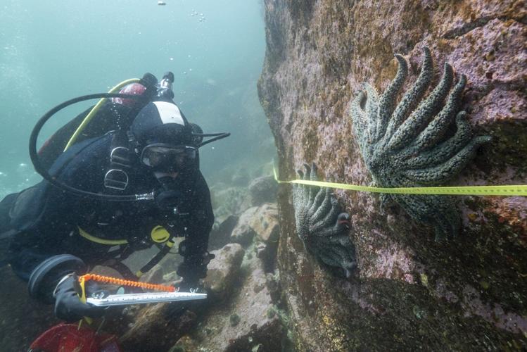 Scientists say they have solved the mystery of what killed more than 5 billion sea stars