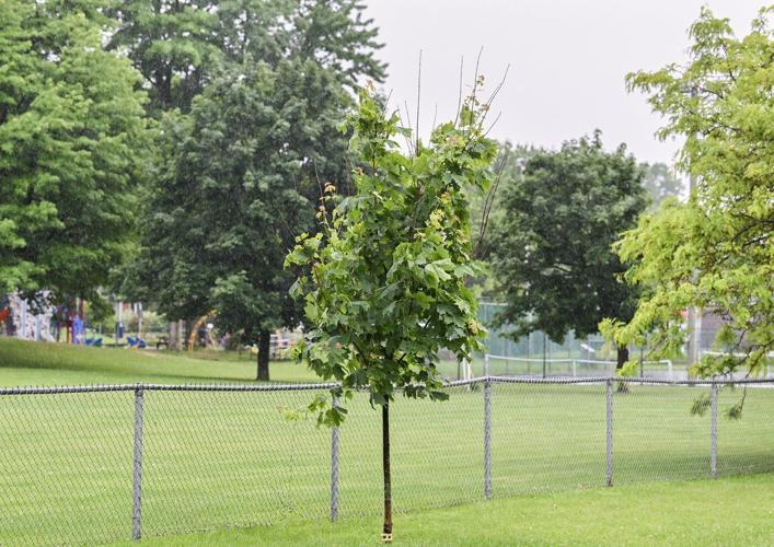 Quebec town of Terrasse-Vaudreuil recognizes trees as living beings with rights